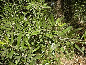 Bursaria spinosa foliage