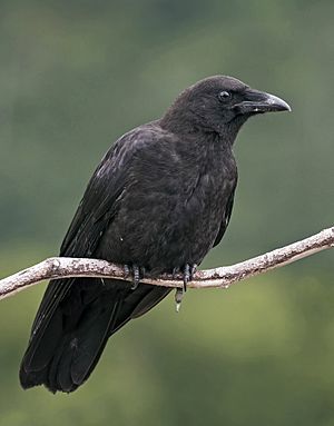 Corvus caurinus (profile).jpg