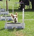 Flyball Dog over jumps