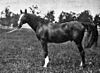 Hanover stallion.jpg