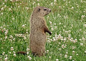Juvenile Groundhog in a Field of Clover