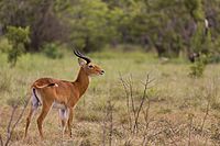 Kob antelope