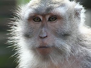 Macaque adult-Nusa Penida