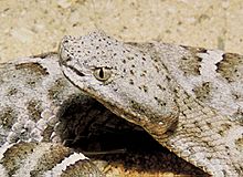 Mexican ridged nosed rattlesnake head.jpg