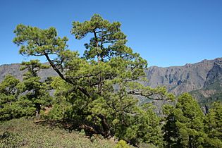 Pinus canariensis Caldera de Taburiente 1