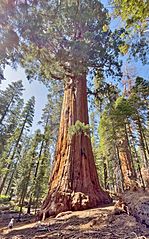 President Tree, Sequoia National Park (July 2023)
