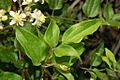 Ranuncolaceae - Clematis vitalba-3
