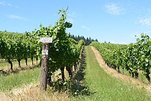 Sarver-winery-by-colin Morton-2017- 31