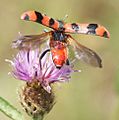 Soldier Beetle Trichodes alvearius taking off from Knapweed (cropped)