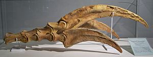 Therizinosaurus claw
