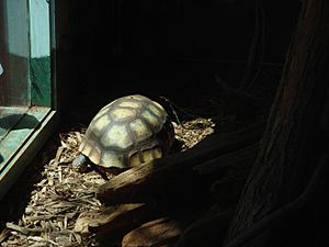 Turtle (1166457628)