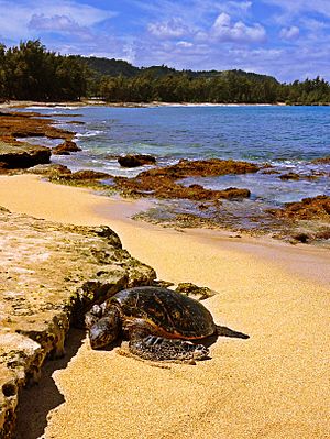 Turtle Bay, Hawai'i - panoramio