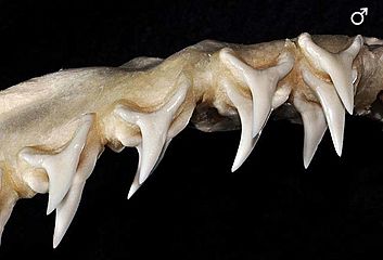 Alopias superciliosus male teeth2