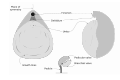 Brachiopoda-morphology-en
