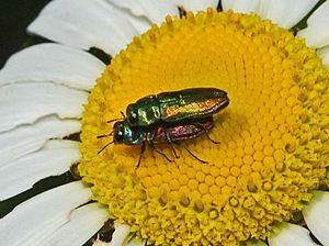 Buprestidae - Anthaxia thalassophila