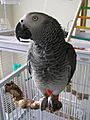 Congo African Grey pet on a perch