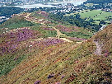 Conwy Mountain - geograph.org.uk - 52174.jpg