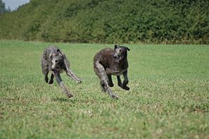 Deerhoundy w biegu