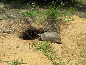Gopher tortoise entering burrow