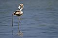 Greater Flamingo sub adult standing on one leg, Pulicat Lake