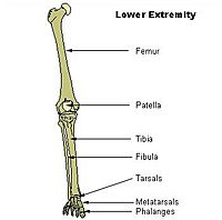 Illu lower extremity