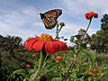Monarch butterfly flying away from a Mexican sunflower