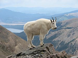 Mountain Goat Mount Massive