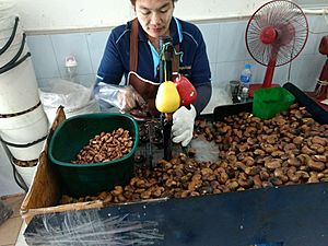 Shelling cashews