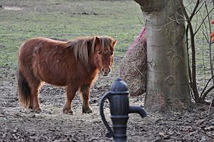 Shetland Pony1