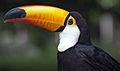 Photo of a toucan with a long, bright bill