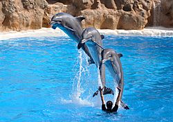Dolphins jumping qtl1