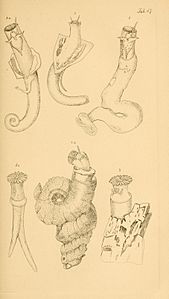 Figures of molluscous animals BHL11075359