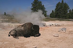 Image-American bison rests at hot spring in yellowstone national park 1
