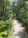 Nehantic Trail - Rhododendron Sanctuary Trail planked wooden boardwalk section.jpg