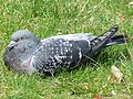Pigeon Paris herbe