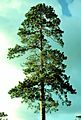 Pinus resinosa1