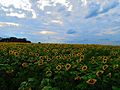 Pope Farm Conservancy Sunflowers - panoramio