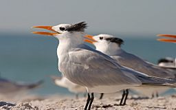 Royal Tern.jpg