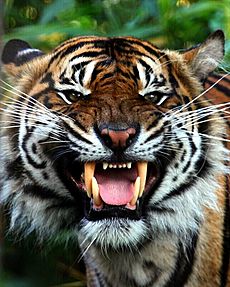 Sumatran tiger Chester Zoo