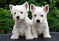 Two white terrier puppies stand next to each other: They appear less furry than the adults of their breed, and the pinkness inside the ears is evident.