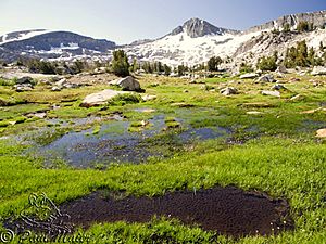 Yosemite toad breeding pool