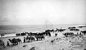 4th Light Horse Regiment at Tel el Marakeb