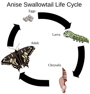 Anise Swallowtail Life Cycle