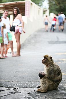 Barbary macaque and tourists