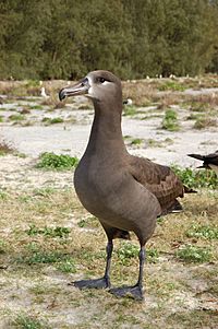 Black footed albatross1