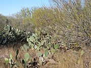 Cactus in Encinal, TX IMG 2466