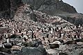 Chinstrap Penguins and Antarctic Fur Seals at Point Wild, Elephant Island (6019132027)
