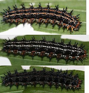 Common Buckeye larva variation, Megan McCarty42