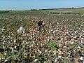 Cotton handle peeling (Buka district, Tashkent region, Uzbekistan)-03