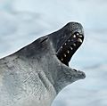 Crabeater Seal yawning in Pléneau Bay, Antarctica (6059158872)